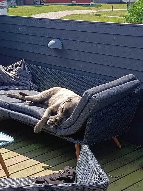 "Happy" chillt in Wangersen der Sonne | Foto: R. Brunnert