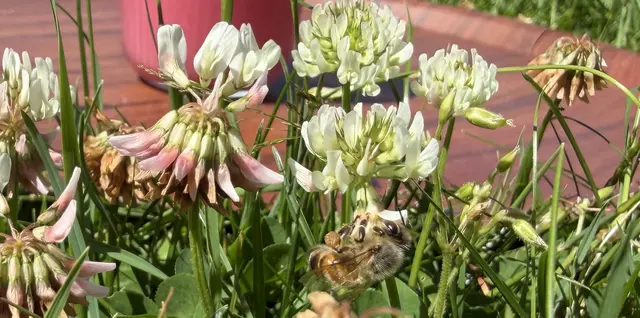 Leider nicht nur an Blumen interessiert - gerade süßhaltige Getränke locken Bienen an | Foto: tml