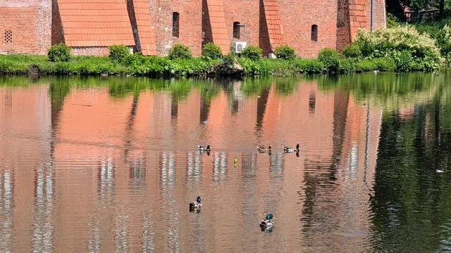 Außer Konkurrenz schwammen diese Exemplare, die das Geschehen insgesamt eher skeptisch verfolgten - ab dem späten Nachmittag hatten sie die Luhe aber dann auch wieder für sich | Foto: Jan Filter