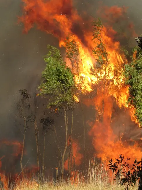 Waldbrände entstehen oft durch Unachmerksamkeit | Foto: Laureen Raftopulos