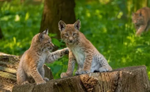 Der erste Sommer für die jüngsten Bewohner des Parks - hier zwei der drei Luchsmädchen | Foto: Wildpark Schwarze Berge
