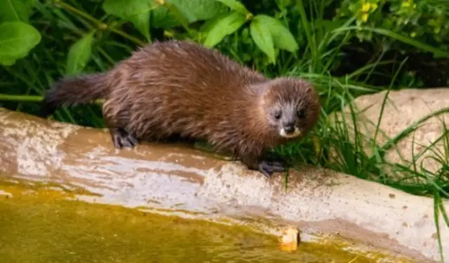 Otter schlecken Eis mit Fischgeschmack  | Foto: Wildpark Schwarze Berge