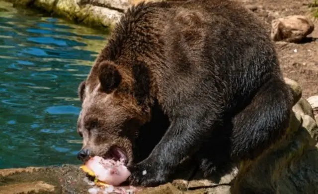 Braunbären genießen gefrorene Früchte | Foto: Wildpark Schwarze Berge