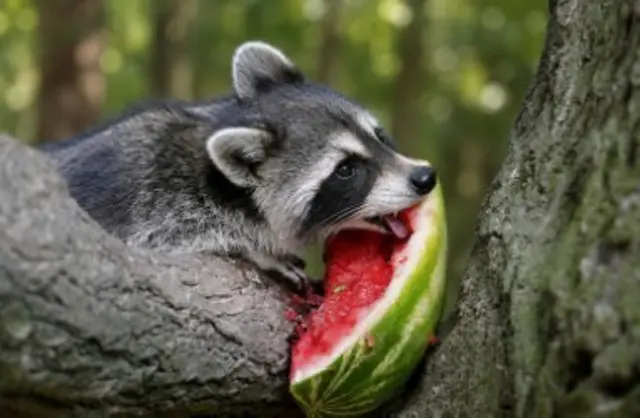 Waschbären knabbern an gefrorener Wassermelone | Foto: Wildpark Schwarze Berge