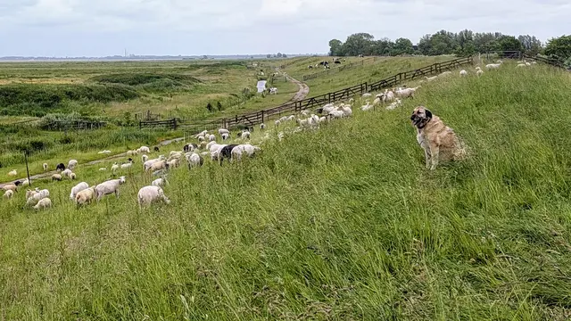 Der Kangal hält Wache | Foto: jd
