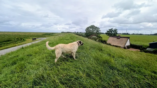 Der Herdenschutzhund schützt die blökenden Deichschützer  | Foto: jd