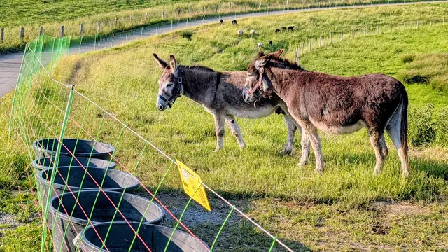 Außer Kangals und Eseln soll ein Elektrozaun die Wölfe fernhalten | Foto: jd