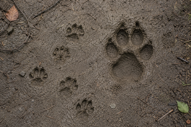 Der Fund eines Wolfswelpen im Bereich Rosengarten belegt den diesjährigen Nachwuchs (Symbolbild) | Foto: KI-generiert