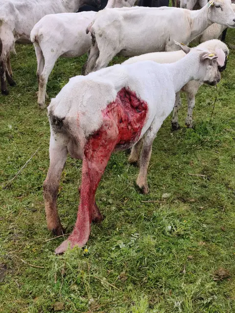 Dieses Schaf wurde bei der Wolfsattacke schwer verletzt. Es musste eingeschläfert werden  | Foto: Heinz