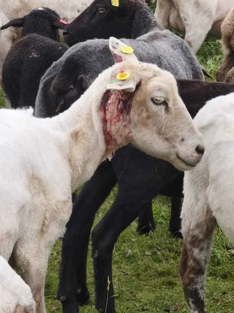 Mehrere Schafe erlitten beim Wolfsangriff Verletzungen | Foto: jd