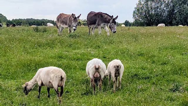 Jetzt fungieren zusätzlich zwei Esel als "Wolfswächter" | Foto: jd