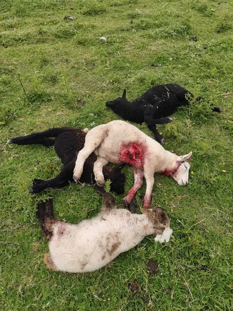 Diese Schafe wurden bei der jüngsten Wolfsattacke getötet | Foto: Heinz