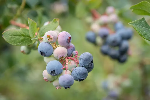 Heidelbeeren wachsen auf der Versuchsstation für Beerenobst der Landwirtschaftskammer Niedersachsen (LWK) in Langförden (Stadt Vechta) heran | Foto: Ehrecke/Landwirtschaftskammer Niedersachsen