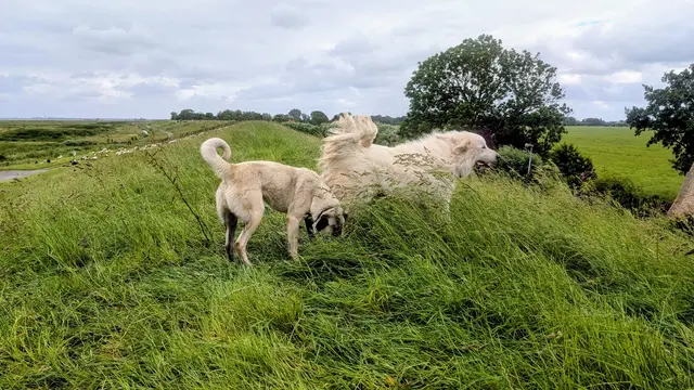 Das stürmische Wetter am Elbdeich kann den Kangals nichts anhaben | Foto: jd