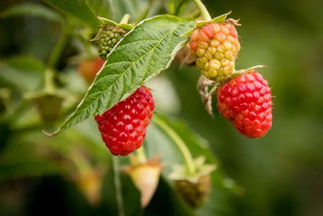 Auf den Flächen der Landwirtschaftskammer Niedersachsen in Langförden wird in zahlreichen Versuchen an der Qualität der heimischen Himbeeren gefeilt | Foto: LWK/Wolfgang Ehrecke