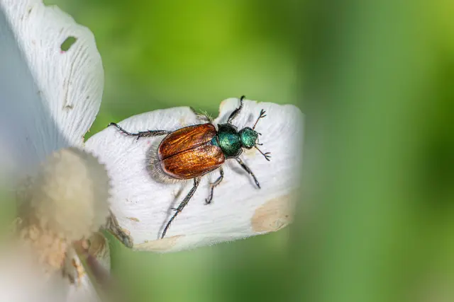 Urlauber sollten keine Pflanzen oder Erde nach Deutschland mitbringen, in denen sich der Japankäfer verbergen kann | Foto: Erik Karits
