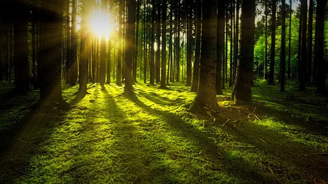 Wer sich ehrenamtlich für den Wald in Niedersachsen einsetzt, kann für die Medaille nominiert werden | Foto: jplenio
