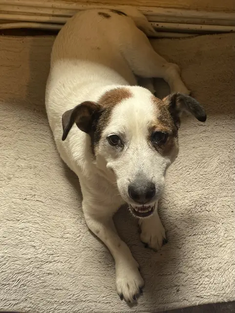 Maxi sucht eine neue Familie | Foto: Tierschutz Stade