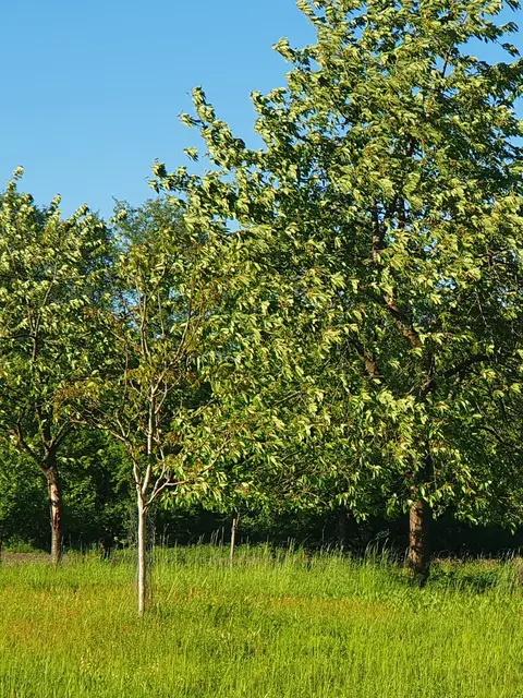 Obstbäume und weitere Gehölze brauchen Pflege und den richtigen Schnitt zur richtigen Zeit | Foto: jvp