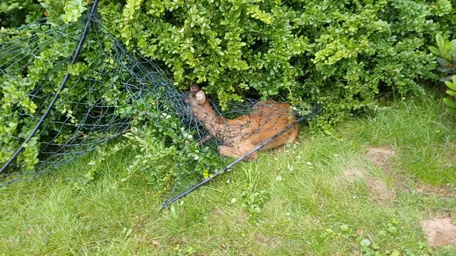 Das Reh hat sich mit dem Kopf in einem Schafs- und Geflügelzaun verfangen | Foto: Freiwillige Feuerwehr SG Hanstedt 
