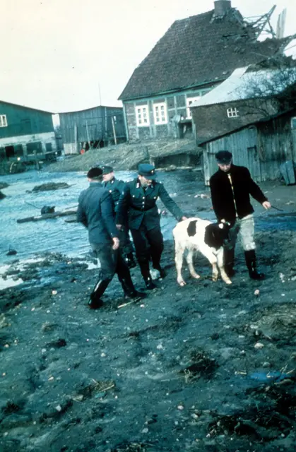 Sturmflut 1962: Das Vieh wird in Sicherheit gebracht | Foto: Archiv Peter Homann