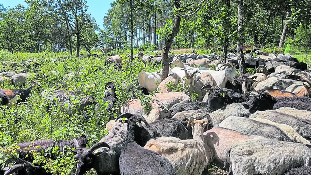 Die Schnucken und Tieren rücken den wuchernden Birken und Kiefern zuLeibe | Foto: Landkreis Harburg