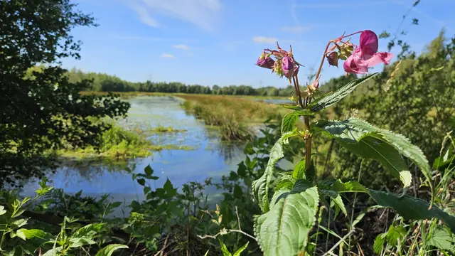Eine invasive Pflanzenart droht die empfindliche Flora des Moores in der Samtgemeinde Apensen zu verdrängen | Foto: Benjamin Schröder