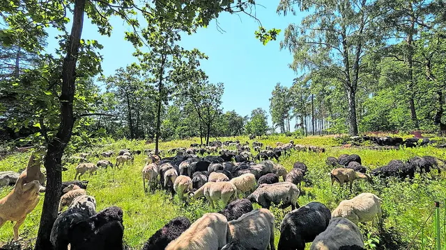 Die tierischen Landschaftspfleger sind eine besondere Attraktion: Schnucken und Ziegen pflegen die Höckeler Heide | Foto: Landkreis Harburg