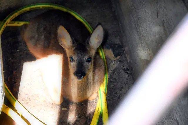 Das in den Brunnenschacht gestürzte Rehkitz wartet auf seine Rettung | Foto: Mathias Wille