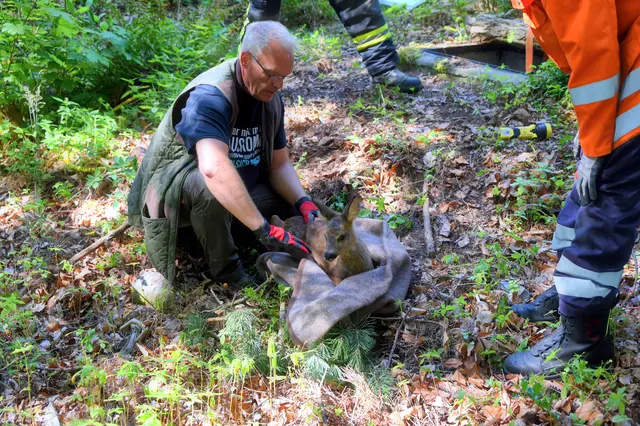 Ein im Umgang mit Wildtieren erfahrener Feuerwehrmann untersucht das Rehkitz auf etwaige Verletzungen | Foto: Mathias Wille