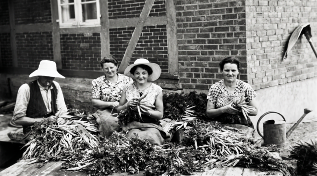 Wurzelernte in Stöckte | Foto: Archiv Peter Homann