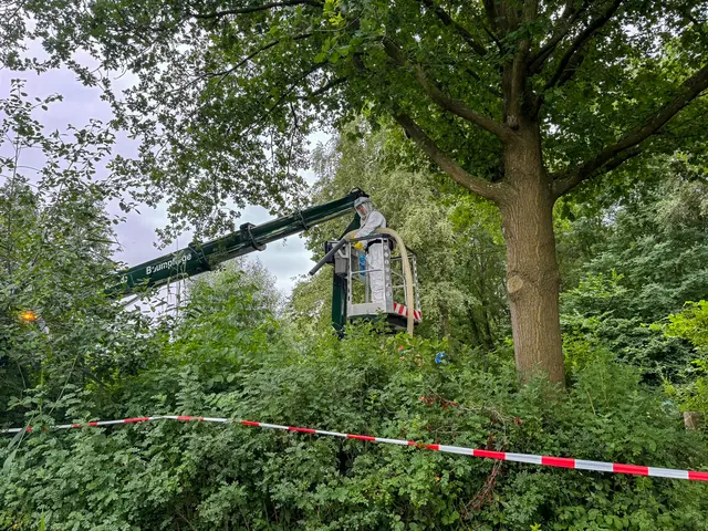 Mitarbeiter mit dem Steiger (Firma Koppermann) beim Entfernen der Nester | Foto: Gemeinde Seevetal