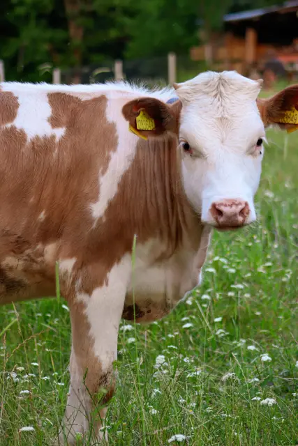 Weidetierhaltung sollte mehr gefördert werden laut Niedersachsens Politiker | Foto: Gizem Gokce