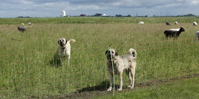 Aufmerksam verfolgen die Herdenschutzhunde jeden Schritt und Tritt | Foto: Klaus G.