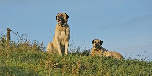 Aufmerksame Wächter am Deich in Nordkehdingen. Doch Vorsicht: Kangals sind keine Streicheltiere. Ihnen sollte man mit Respekt begegnen | Foto: Klaus G.