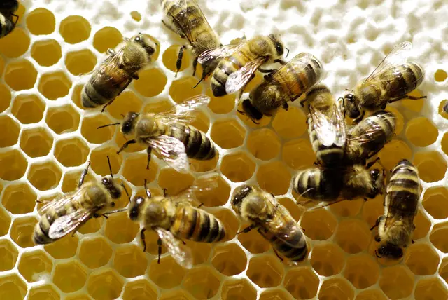 Im Bienenschaukasten lassen sich die fleißigen Insekten gut beobachten: beim Tag der Honigbiene am 2. August im Freilichtmuseum am Kiekeberg. | Foto: FLMK