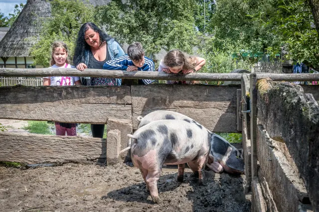 Beim Sommerspaß bis 9.8. treffen Familien die alte Haustierrasse Bunte Bentheimer Schweine und viele andere Tiere am Kiekeberg. | Foto: FLMK