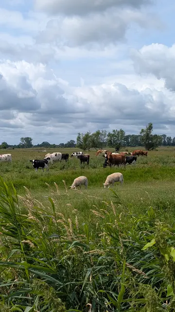 Multi-Kulti auf der Wiese hinter dem Deich: Kühe und Schafe grasen friedlich zusammen  | Foto: jd