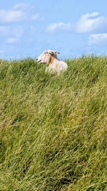 Die Schafe können ordentlich zulangen: Oben auf dem Deich wuchert das Gras | Foto: jd