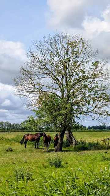 Auch die Pferde fühlen sich hier pudelwohl | Foto: jd