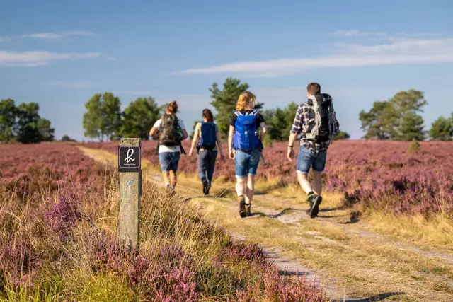 Die Lüneburger Heide Wandertage laden zu geführten Touren ein | Foto: Lüneburger Heide GmbH