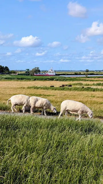 Ein typische Kehdinger Szene: Vorne grasen Schafe, hinten legt die Elbfähre an | Foto: jd