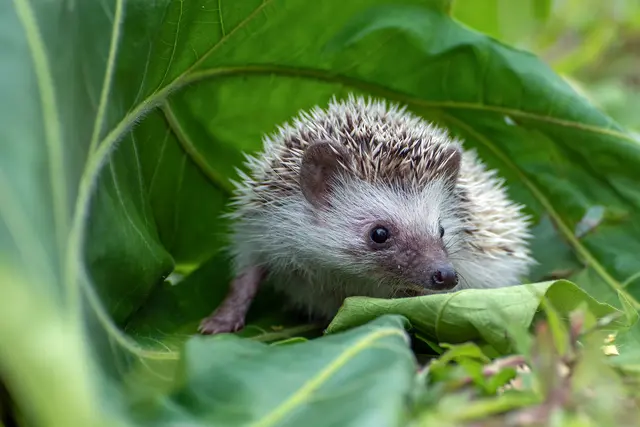 Der Igel verschwindet aus unseren Gärten – wenn wir nichts tun | Foto: DS light photography/ Adobe Stock