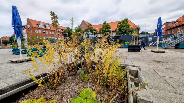 Sommerliche "Ankerplatz-Idylle"  | Foto: jd