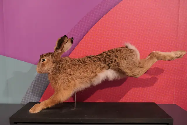 Die Kreisjägerschaft zeigt die heimische Tierwelt anhand von Präparaten | Foto: Buxtehude Museum