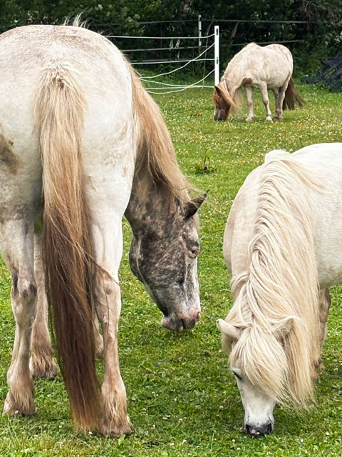 Foto: Pferdeschutzhof Seelengefährten / Firsching