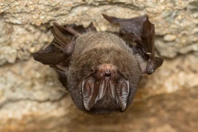 Die Ultraschallrufe der Fledermäuse können mit BAT-Detektoren hörbar gemacht werden | Foto: matuty/AdobeStock