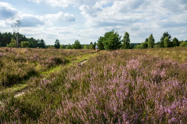 Die Heideblüte hat begonnen | Foto: Markus Tiemann, Lüneburger Heide GmbH