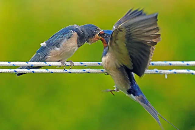 Eine Rauchschwalbe füttert ihr Junges auch außerhalb des Nestes | Foto: Tonja Sander