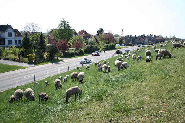 Viele Weidetierhalter werden schneller, einfacher finanziell unterstützt  | Foto: WB-Archiv